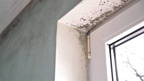 Best Mold Removal Company Near Me  in North Las Vegas, NV