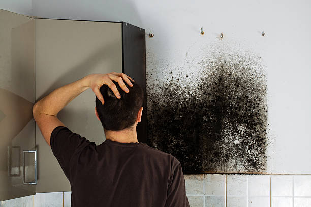 Certified Mold Removal in North Las Vegas, NV