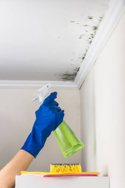 Best Mold Damage Repair  in North Las Vegas, NV